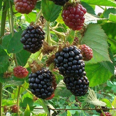 Ежевика ЧЕСТЕР бесшипная в Твери