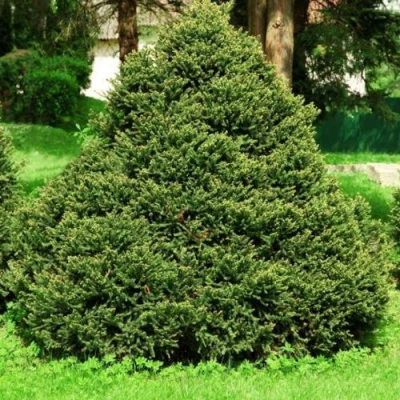 Ель ОЛЕНДОРФИ обыкновенная в Твери