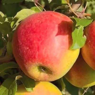 Яблоня САКАВИТА в Твери