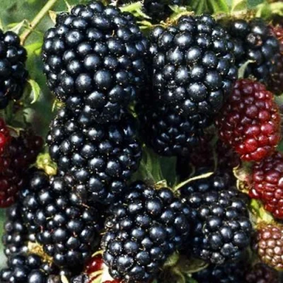 Ежевика ЭВЕРГРИН бесшипная в Твери