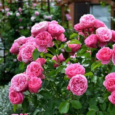 Роза КЕЛЬНЕР ФЛОРА шраб в Твери