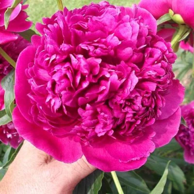 Пион АВГУСТИН ДОР травянистый в Твери