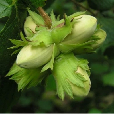 Фундук ТАМБОВСКИЙ ПОЗДНИЙ в Твери