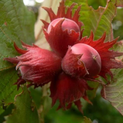 Фундук МОСКОВСКИЙ РУБИН в Твери