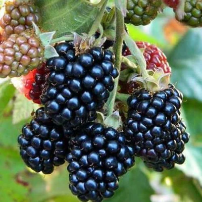 Ежевика ДЖАМБО бесшипная в Твери