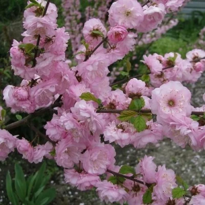 Миндаль ТРЁХЛОПАСТНЫЙ (луизеания) в Твери