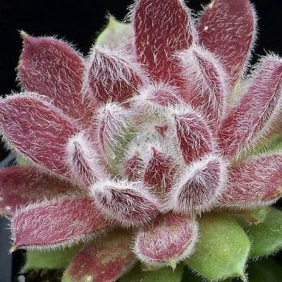 Молодило ТАРАНТУЛА в Твери