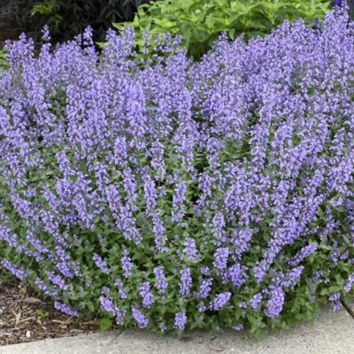 Котовник СИКС ХИЛЛС ГИАНТ в Твери