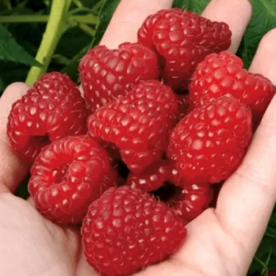 Малина РУБИФОЛ в Твери