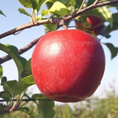 Яблоня ЛИГОЛ в Твери