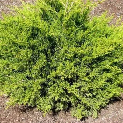 Можжевельник ИЗАБЕЛИН китайский в Твери