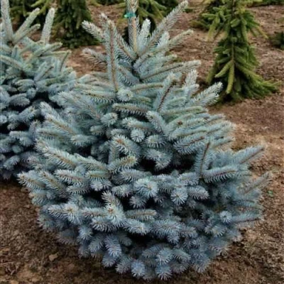 Ель МИСТИ БЛЮ голубая в Твери