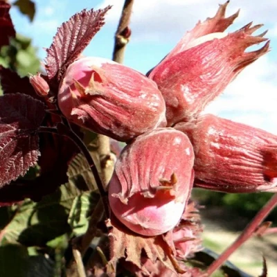 Фундук АЛЫЙ ПАРУС в Твери
