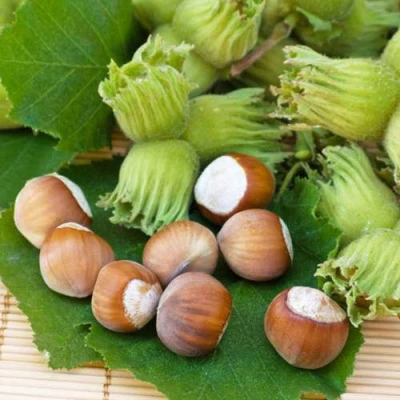 Фундук КРЕПКИЙ ОРЕШЕК в Твери