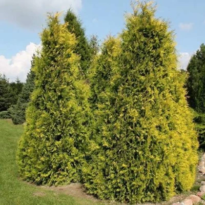 Туя АУРЕОСПИКАТА западная в Твери