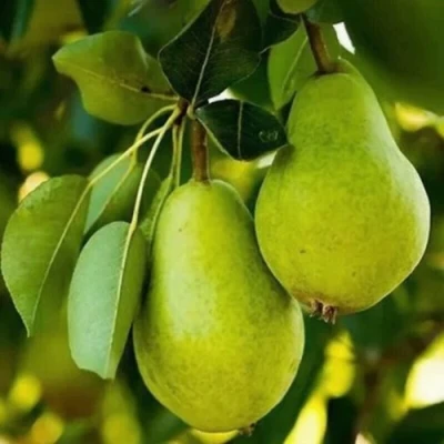 Груша СЕВЕРЯНКА колонновидная в Твери