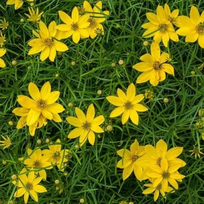 Кореопсис мутовчатый в Твери