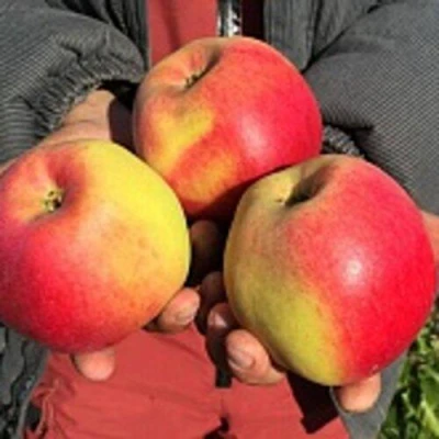 Яблоня СОКОЛОВСКОЕ стелющаяся в Твери