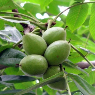 Орех маньчжурский МИЧУРИНЕЦ в Твери