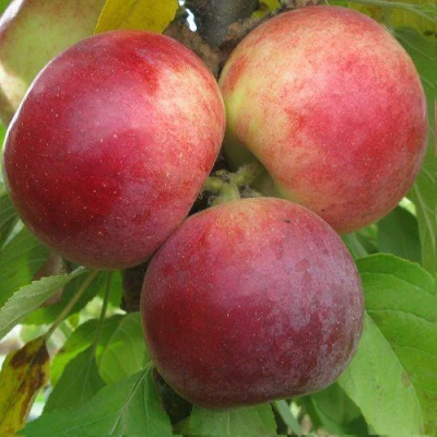 Яблоня БАЛЕРИНА ФЛАМЕНКО колонновидная в Твери