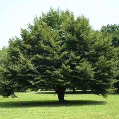 Бук обыкновенный в Твери