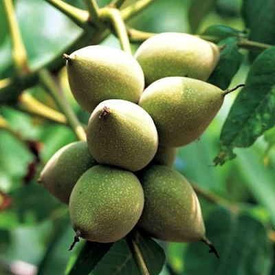 Орех МАНЬЧЖУРСКИЙ в Твери