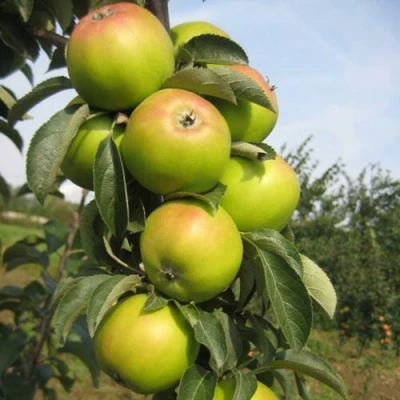 Яблоня ЛУКОМОР колонновидная в Твери