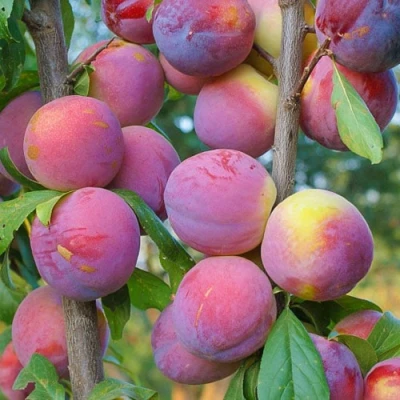 Слива КОЛОННОВИДНАЯ в Твери