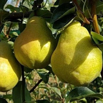 Груша СОКРОВИЩЕ в Твери