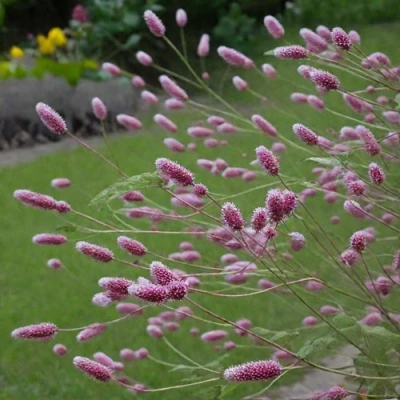 Кровохлебка РОК ЭНД РОЛЛ в Твери