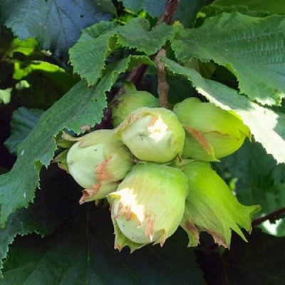 Фундук ТАМБОВСКИЙ РАННИЙ в Твери