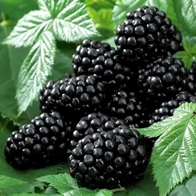 Ежевика БЛЭК БЬЮТИ в Твери