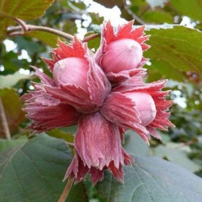 Фундук СКАРЛЕТТ в Твери