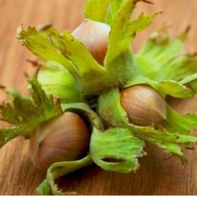 Фундук ГИГАНТ ТАМБОВСКИЙ в Твери