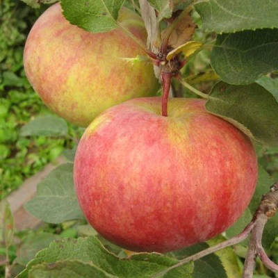 Яблоня ПЕРВОУРАЛЬСКОЕ в Твери