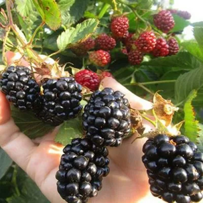 Ежевика НАВАХО бесшипная в Твери