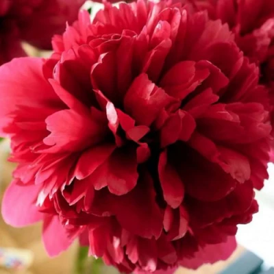 саженцы пиона