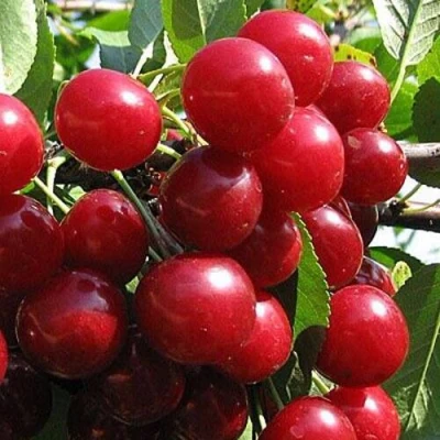Вишня ГЛУБОКСКАЯ в Твери