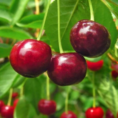 Вишня УЙФЕХЕРТОЙ ФЮРТОШ в Твери