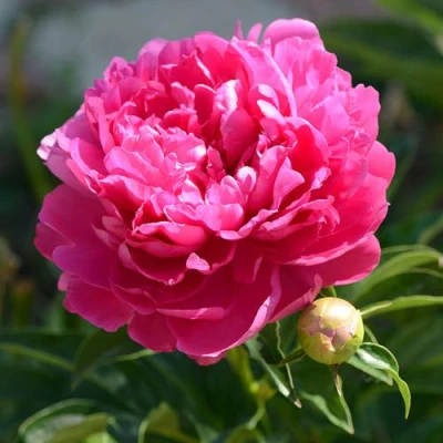 Пион БУШЕЛА травянистый в Твери