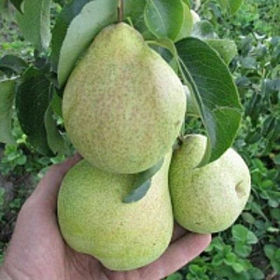 груша Кудесница