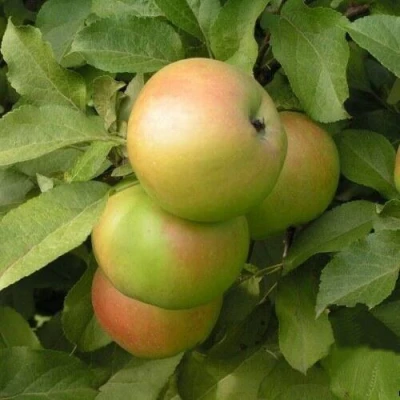 Яблоня ВЕРБНОЕ в Твери