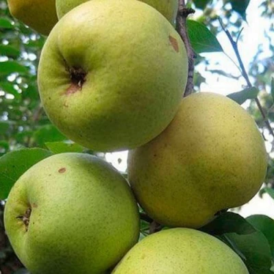 груша Рогнеда