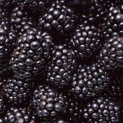 Ежевика ОРКАН бесшипная в Твери