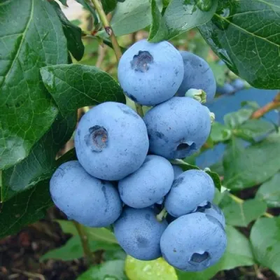 Голубика ТОРО в Твери