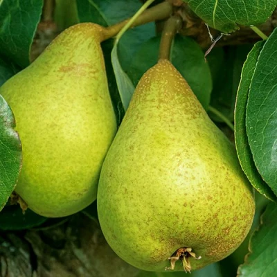 Груша Г-6 колонновидная в Твери