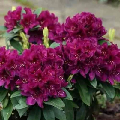 Рододендрон КАЛИ в Твери