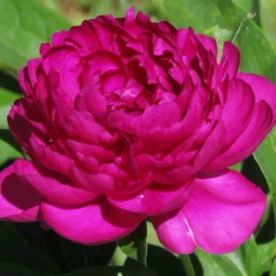 Пион БАРХАТ НОЧИ травянистый в Твери