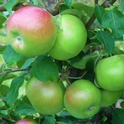 Яблоня НАВАВИТА в Твери