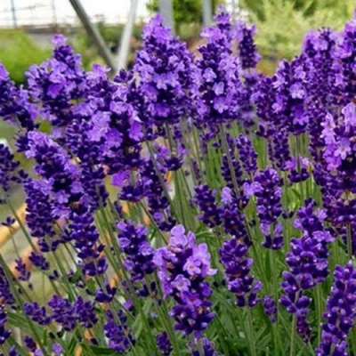 Лаванда ХИДКОТ БЛЮ узколистная в Твери